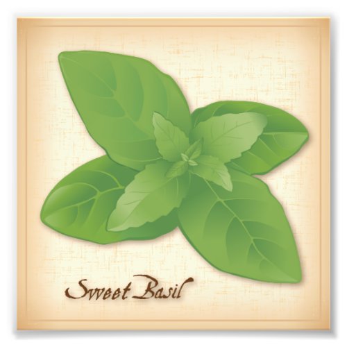 Sweet Basil Herb Photo Print