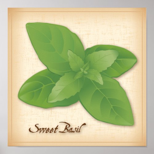 Sweet Basil Herb Poster