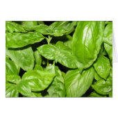Sweet Basil, Sweet Life (Front Horizontal)