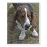Sweet Basset Hound Temporary Tattoos