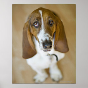 Sweet Bassett Hound Poster