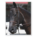 Sweet Bay Horse Temporary Tattoos