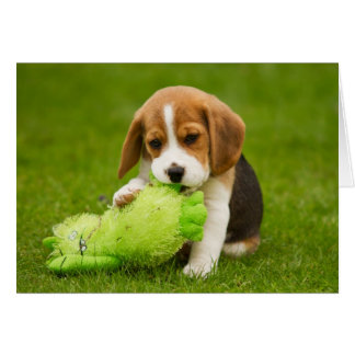 Sweet Beagle Puppy with Cuddly Toy Cards