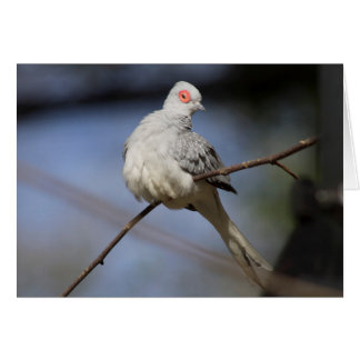 Sweet Beautiful Diamond Dove