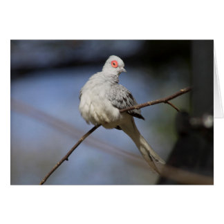 Sweet Beautiful Diamond Dove