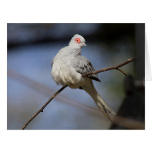 Sweet Beautiful Diamond Dove Cards