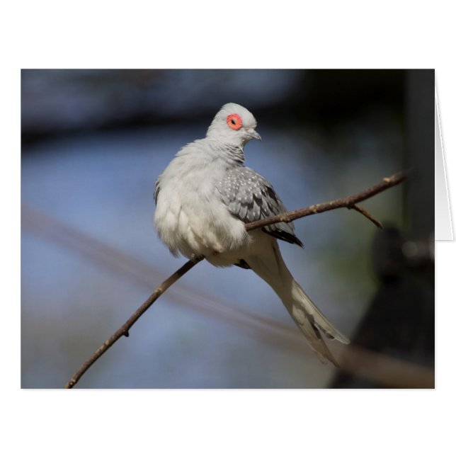 Sweet Beautiful Diamond Dove Cards (Front Horizontal)
