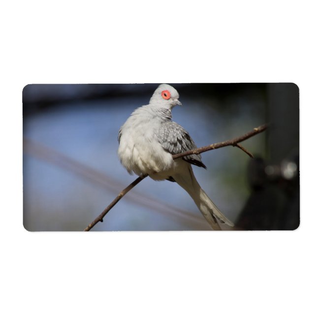 Sweet Beautiful Diamond Dove Label (Front)