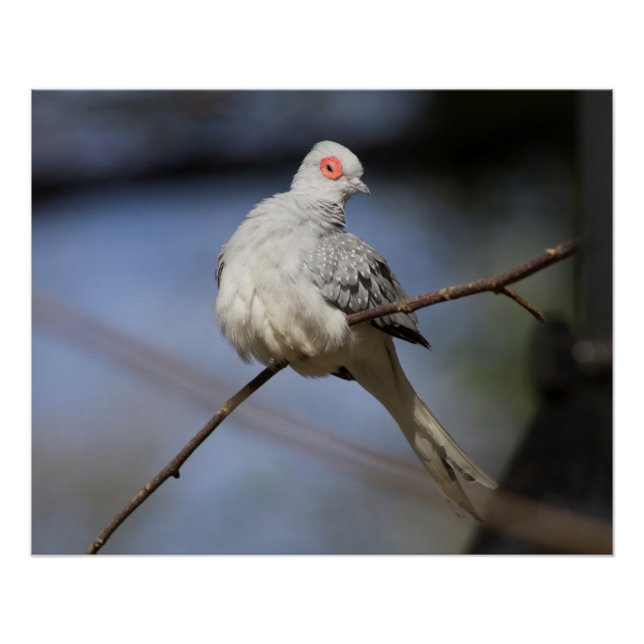 Sweet Beautiful Diamond Dove Poster (Front)