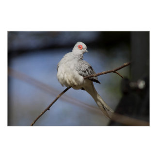 Sweet Beautiful Diamond Dove Poster