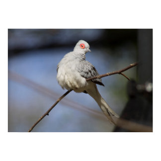 Sweet Beautiful Diamond Dove Poster