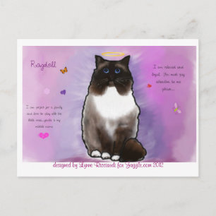 Sweet Beautiful Ragdoll Postcard