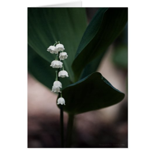 Sweet Bells Card (Front)