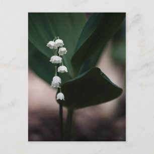 Sweet Bells Postcard