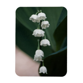 Sweet Bells Premium Magnet