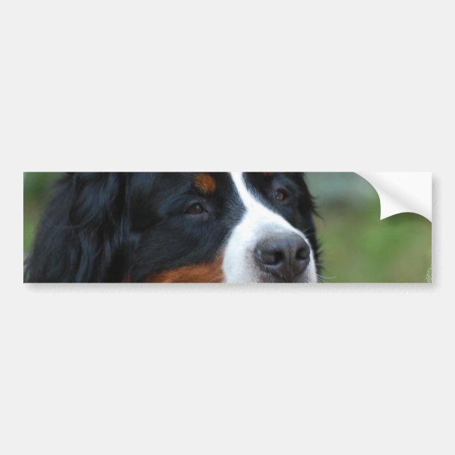 Sweet Bernese Bumper Sticker (Front)