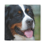 Sweet Bernese Magnet