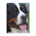 Sweet Bernese Postcard