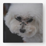 Sweet Bichon Frise