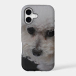 Sweet Bichon Frise iPhone 17 Case