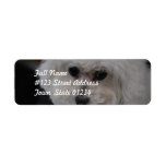 Sweet Bichon Frise Label