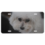 Sweet Bichon Frise License Plate