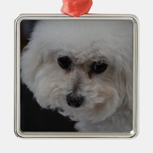 Sweet Bichon Frise Metal Ornament (Front)