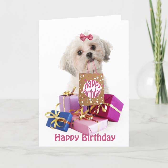 happy birthday maltese dog