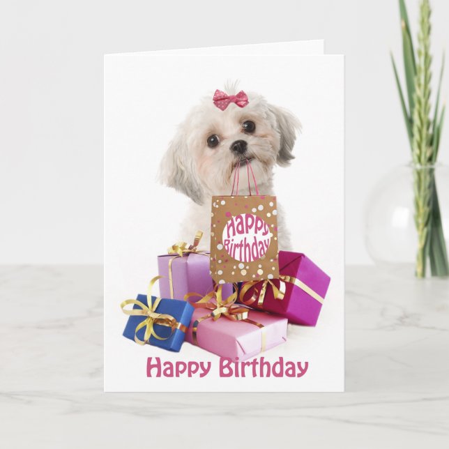 Sweet birthday card dog Maltese and presents (Front)
