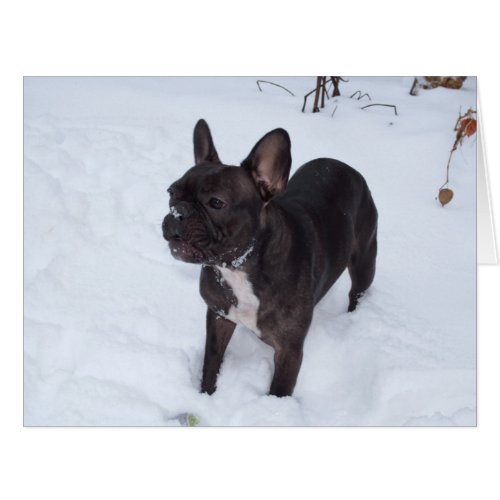 Sweet Black French Bulldog Likes Snow