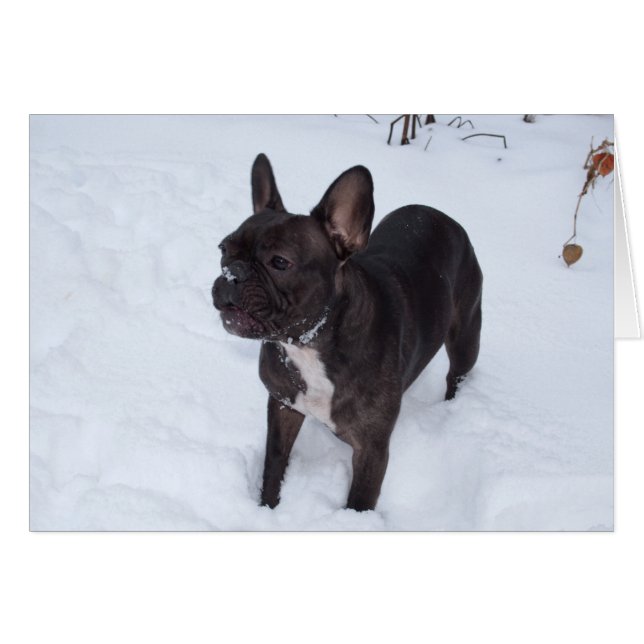 Sweet Black French Bulldog Likes Snow (Front Horizontal)