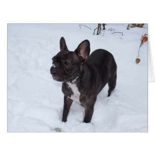 Sweet Black French Bulldog Likes Snow Cards
