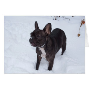Sweet Black French Bulldog Likes Snow Cards