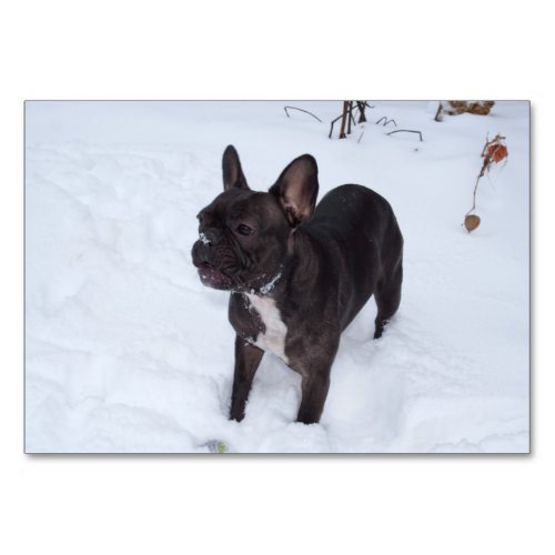 Sweet Black French Bulldog Likes Snow Table Number