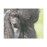 Sweet Black Poodle Postcard