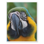 Sweet Blue and Gold Macaw Temporary Tattoos