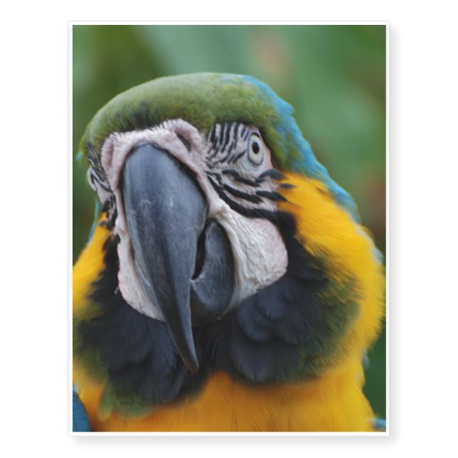 Sweet Blue and Gold Macaw Temporary Tattoos (Front)