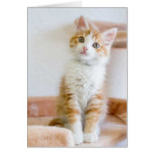 Sweet Blue Eyed Kitty (Front)