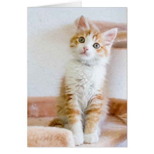 Sweet Blue Eyed Kitty Cards (Front)