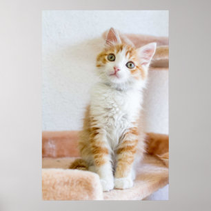 Sweet Blue Eyed Kitty Poster
