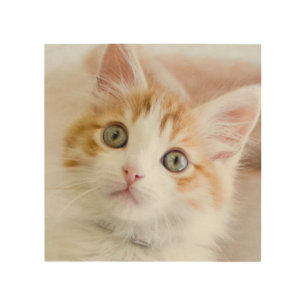 Sweet Blue Eyed Kitty Wood Wall Decor