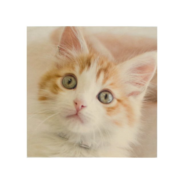 Sweet Blue Eyed Kitty Wood Wall Decor (Front)