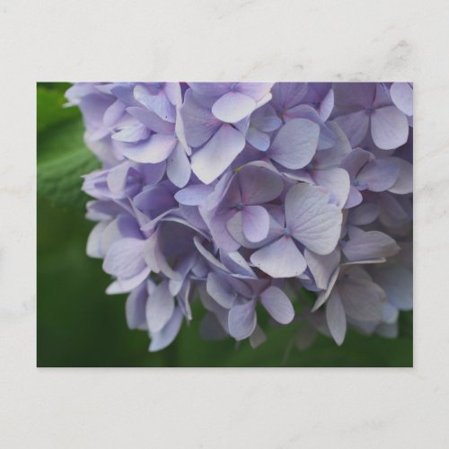 Sweet Blue Hydrangea Flower Photo Postcard