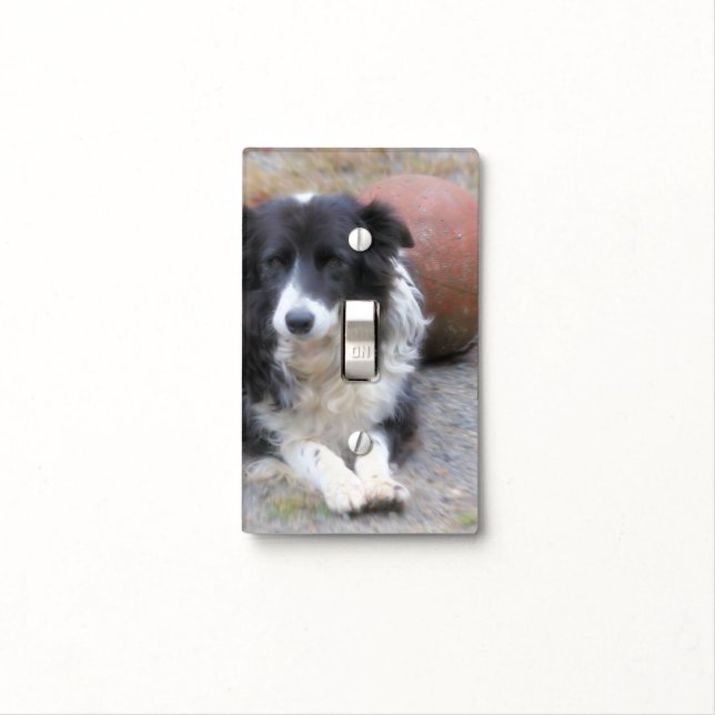 Sweet Border Collie Dog With Ball Light Switch Cover (In Situ)