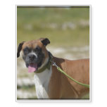 Sweet Boxer Temporary Tattoos