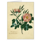 Sweet Briar Rose (Front)