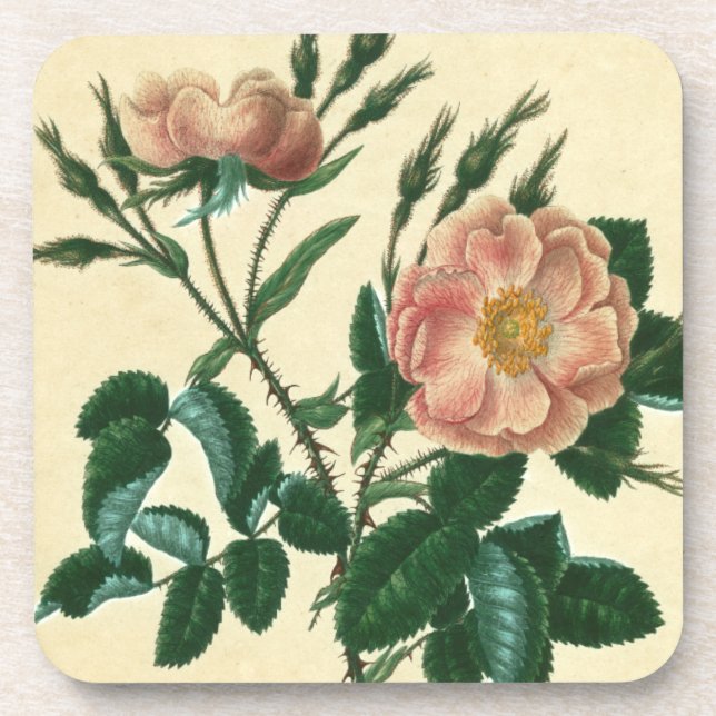 Sweet Briar Rose Beverage Coaster (Front)