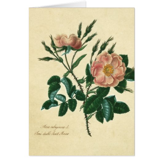 Sweet Briar Rose Cards (Front)
