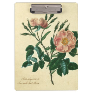 Sweet Briar Rose Clipboard
