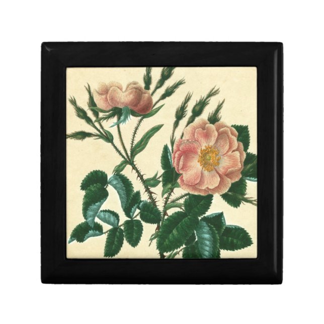 Sweet Briar Rose Gift Box (Front)
